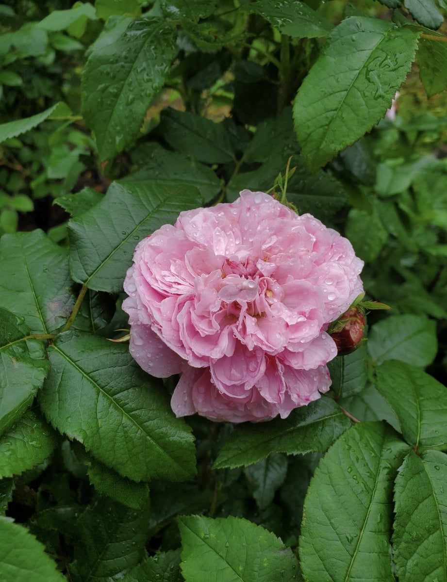 Must Have Roses Old Garden Roses – Page 5 – Chateau De La Rose