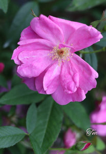 Swamp Rose