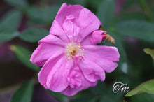 Load image into Gallery viewer, Swamp Rose
