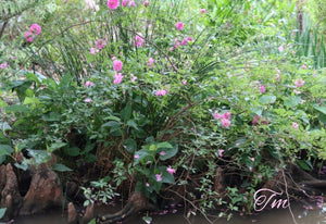 Swamp Rose