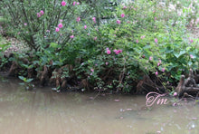 Load image into Gallery viewer, Swamp Rose
