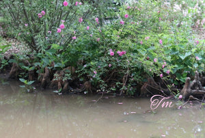 Swamp Rose