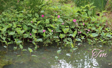 Load image into Gallery viewer, Swamp Rose
