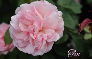 Duchesse de Brabant