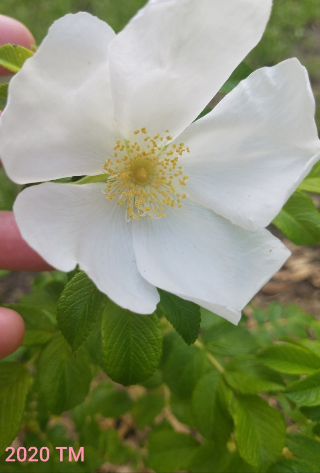 Rosa Rugosa Alba