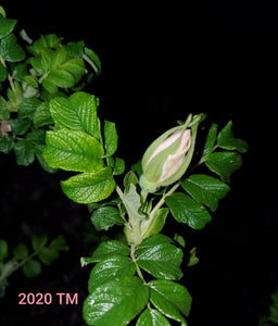 Rosa Rugosa Alba