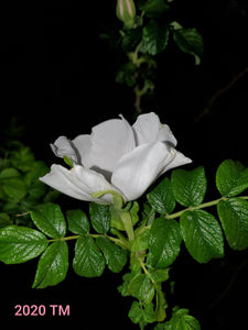 Rosa Rugosa Alba