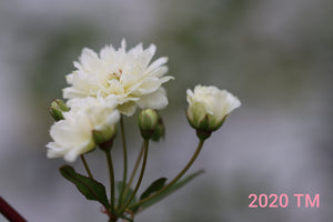White Lady Banks
