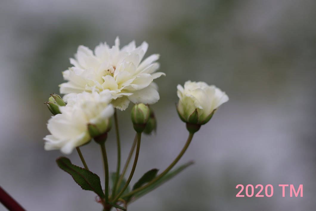 White Lady Banks