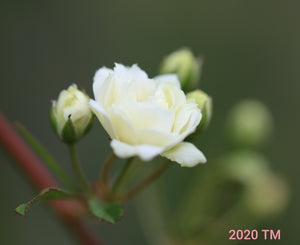 White Lady Banks