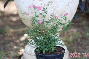 Highway 290 Pink Buttons