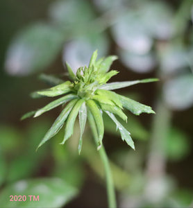 Green Rose