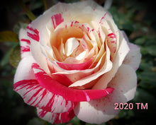 Load image into Gallery viewer, WEKplapep
