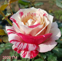 Load image into Gallery viewer, WEKplapep
