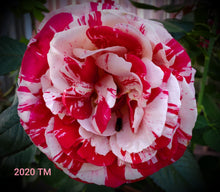 Load image into Gallery viewer, WEKplapep
