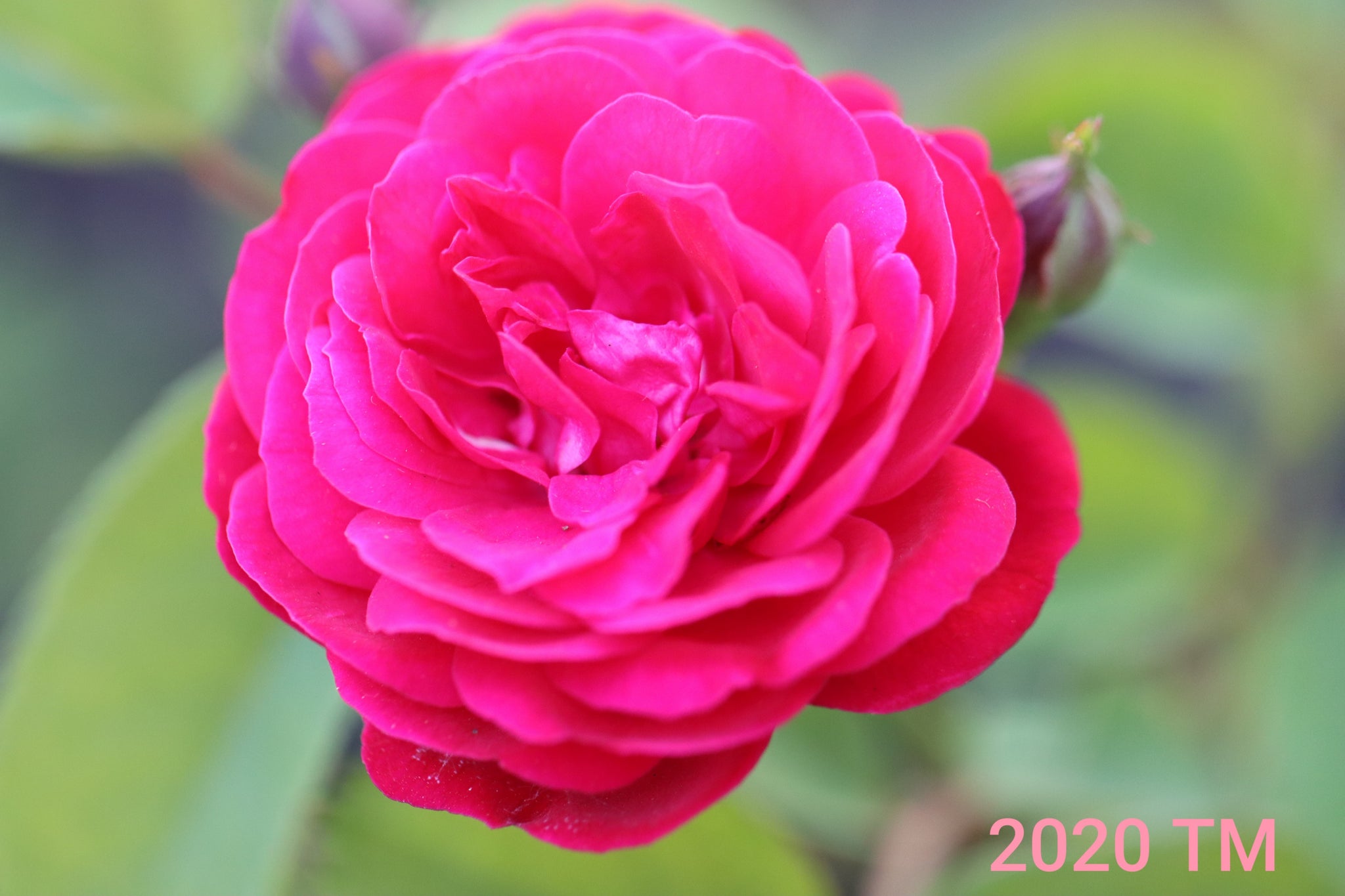 Louis Philippe Rose 