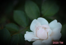Load image into Gallery viewer, White New Dawn
