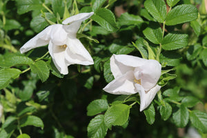 Rosa Rugosa Alba