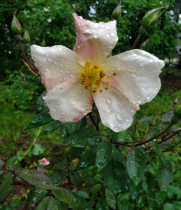 Mutabilis