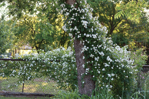 Rambling Rector