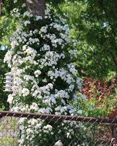 Rambling Rector