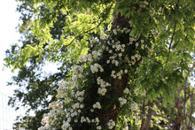 Load image into Gallery viewer, Rambling Rector
