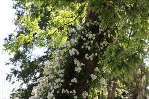 Rambling Rector