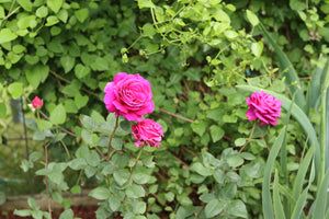 Stephens' Big Purple