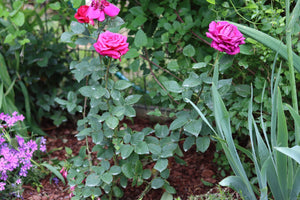 Stephens' Big Purple