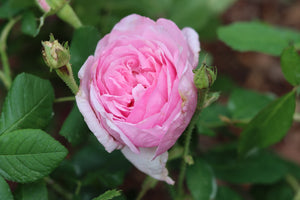 Comte De Chambord