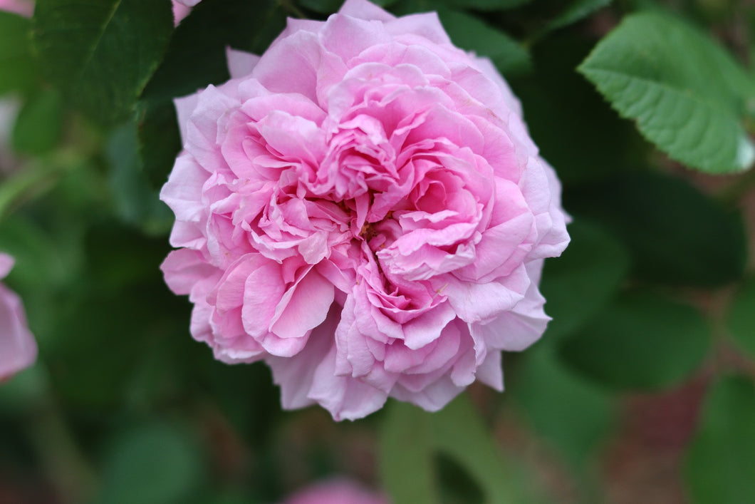 Comte De Chambord