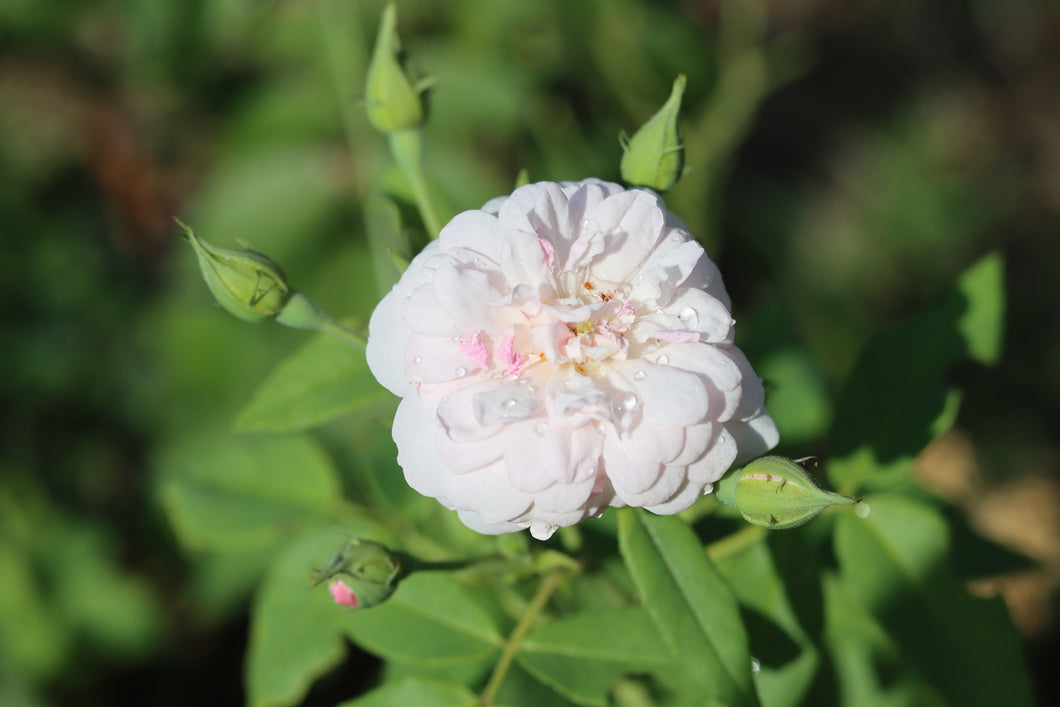 Blush Noisette