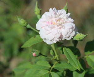 Blush Noisette