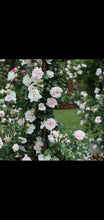 Load image into Gallery viewer, White New Dawn
