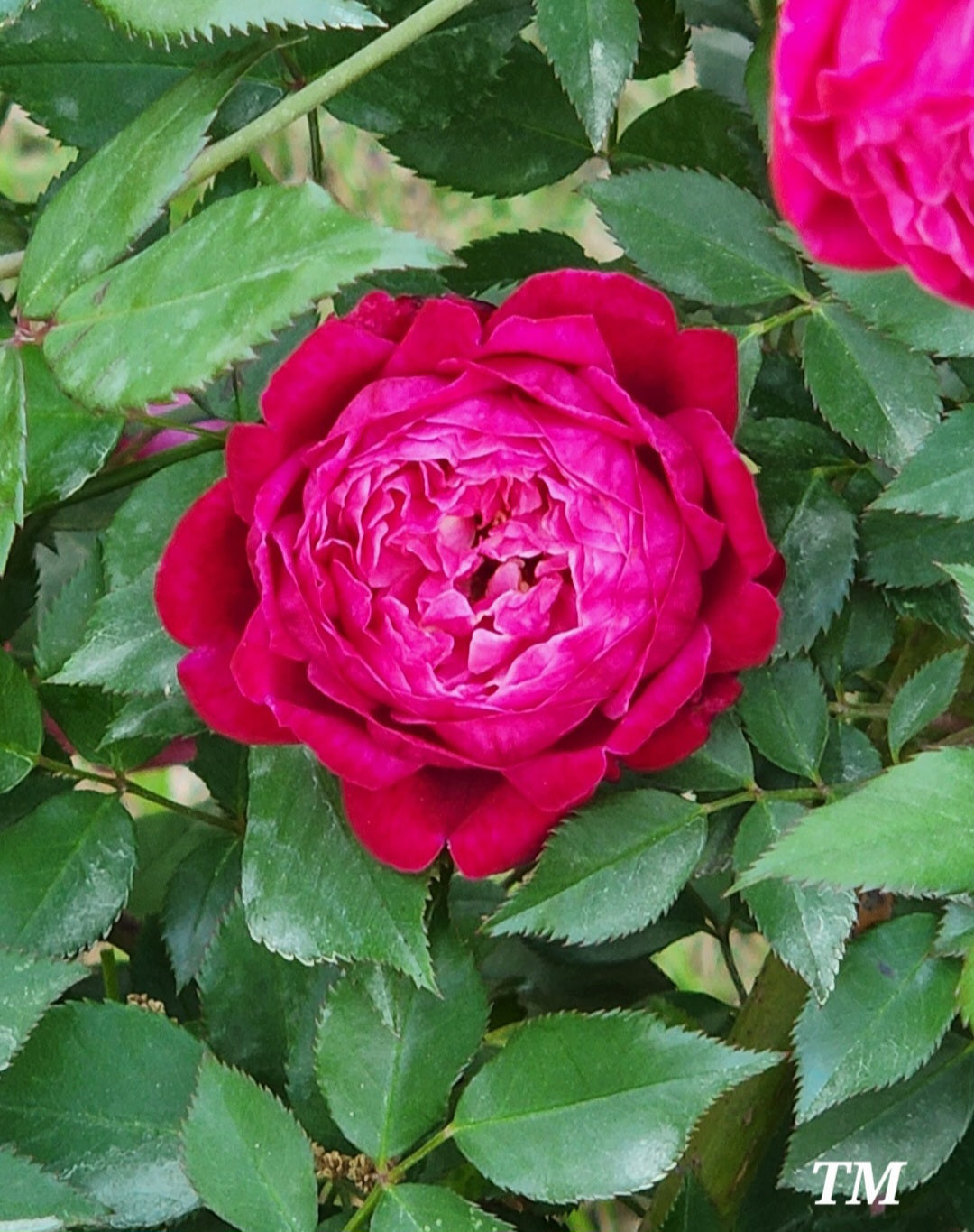 Old Garden or Antique Roses - A List with Dates of Introduction - Jacki ...