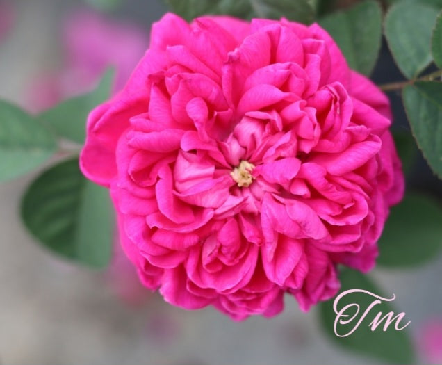 Rose De Rescht – Chateau De La Rose